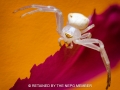 Silver_Projected Open_Crab spider_Jennie Stock