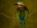 PROJECTED_Merit_White-fronted Bee-eater_Jennie Stock