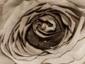 Bronze_Open Projected_This Rose is Mine!_Rosemary Jones