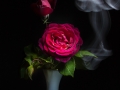 Silver_Subject Projected_Smokin' Hot Rose_Ann Vanderwiel
