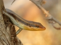 Projected Novice-Gold-Anne Mead-The skink