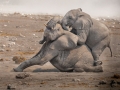 Projected Open-Bronze-Barbara Barnett--Baby Eles playing in the dust