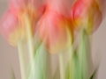 Projected Open - 1st - Tulip Dreaming - Rosemary Jones
