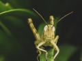 Bronze - Open - Grasshopper - Cecylia Sylwestrzak