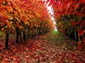 Novice - Bronze - Autumn Leaves - Rosemary Edwards