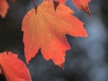 Subject - Bronze - Autumn Leaves - Barbara Barnett