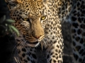 Open - Silver - Rita Atkinson - Leopard on the prowl