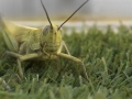 Open-Bronze-Neil Fletcher-grasshoper