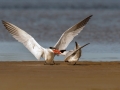 Projected Open-Gold-Naidu Kumpatla-Caspian Tern sharing his prized catch with the female