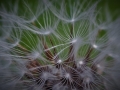 Projected Open-Silver-John Martin-Dandelion Seeds
