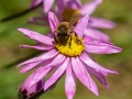 Novice_Bronze_Everlasting Bee_Garry Michels