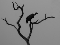 Subject_Bronze_Vulture in tree_Barbara Barnett