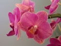 Novice - Bronze - Mini Orchid - Irene Kerr
