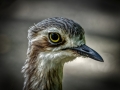 Projected Open - Silver - Bush Stone Curlew - Fred Armstrong