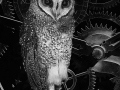 Open - Bronze - Owl time - Mike Hewitt