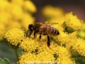 Novice - Silver - Busy Bee - Rosemary Edwards