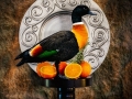 Open - Bronze - Duck a l Orange - Mira Lord