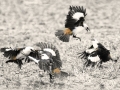 Open_Bronze_Nardine Henley_Battle-of-the-buffalo-weaver-birds