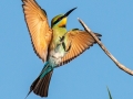 Open_Bronze_Barbara Barnett_Bee-eater-about-to-land