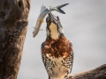 Open_Silver_Giant-Kingfisher-with-catch_Barbara Barnett