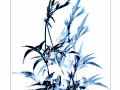 Open_Silver_Blue-Grass_ Dita E Hagedorn