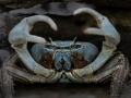 Open_Bronze_Crab-in-action_Steven Chia