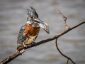 50-African-Giant-Kingfisher
