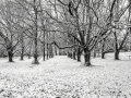 Projected-Subject-Bronze-Winter-in-the-chestnut-grove-Pat-Bell