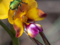 Projected-Open-Silver-Green-beetle-on-Donkey-orchid-Barbara-Burnett