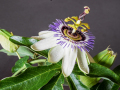 Open-Projected-Silver-Terry-Maidens-Passion-Flower-