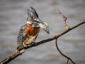 Open-Projected-Silver-Barbara-Barnett-African-Giant-Kingfisher