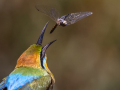 Projected-Colour-Bee-eater-with-dragonfly-Silver-Barbara-Barnett