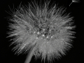 Open-Mono-Projected-Silver-dandelion-fred-armstrong