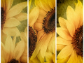 Projected-Colour-Sunflower-Tryptych-Silver-Jean-Wilson