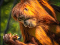 Projected-Colour-Orangutan-Fascination-Bronze-Michelle-de-Swardt