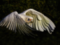 Projected-Colour-little-corella-Silver-fred-armstrong