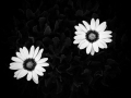 Projected-Mono-Daisy-Flowers-Bronze-Jean-Wilson