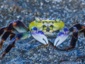 Projected-Subject-Complementary-Crab-Silver-Richard-Eaton