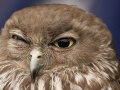 Novice-Lilly-OHara-Bronze-Winking-Owl