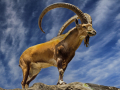 Projected-Subject-Fred-Armstrong-Silver-ibex