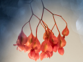 Projected-Colour-Anne-Mead-Silver-Begonia-bells