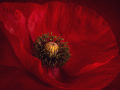 Projected-Colour-Rita-Atkinson-Silver-Red-poppy