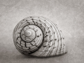 Projected-Subject-Rita-Atkinson-Bronze-Mollusk-shell