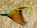 Projected-Colour-Merit-rainbow-bee-eater-Fred-Armstrong Projected-Colour-Merit-rainbow-bee-eater-Fred-Armstrong
