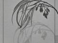 Projected-Mono-Merit-Weeping-Gum-Rosemary-Edwards Projected-Mono-Merit-Weeping-Gum-Rosemary-Edwards