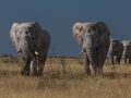 Projected-Colour-Bronze-Elephants-of-Etosha-Athol-Titren