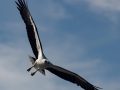 Projected-Colour-Bronze-White-Bellied-Sea-Eagle-on-final-approach-Mark-Murgatroyd