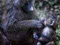 Projected-Subject-Bronze-Mother-baboons-love-Nadine-Henley