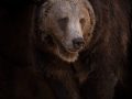 Print-Colour-Gold-Alison-Smith-The-grizzly-scaled