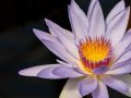 ProjectedColour-Silver-Vibrant-Water-Lilly-Mark-Murgatroyd